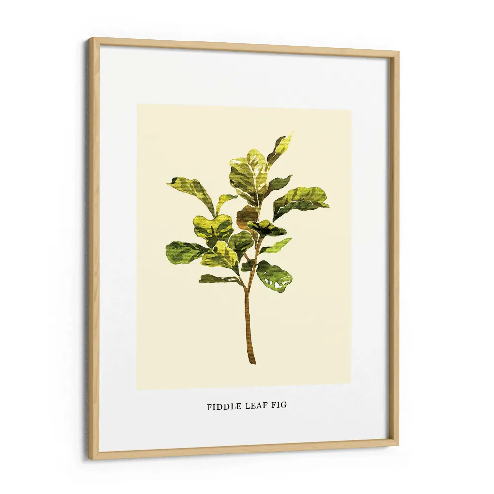 Fiddle Leaf Fig