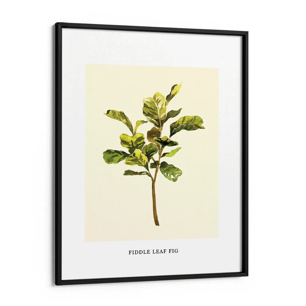 Fiddle Leaf Fig
