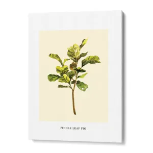 Fiddle Leaf Fig