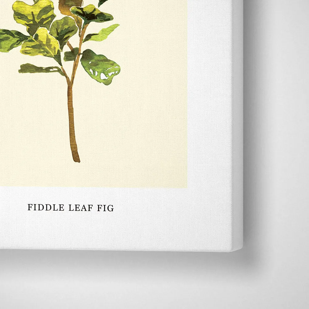 Fiddle Leaf Fig