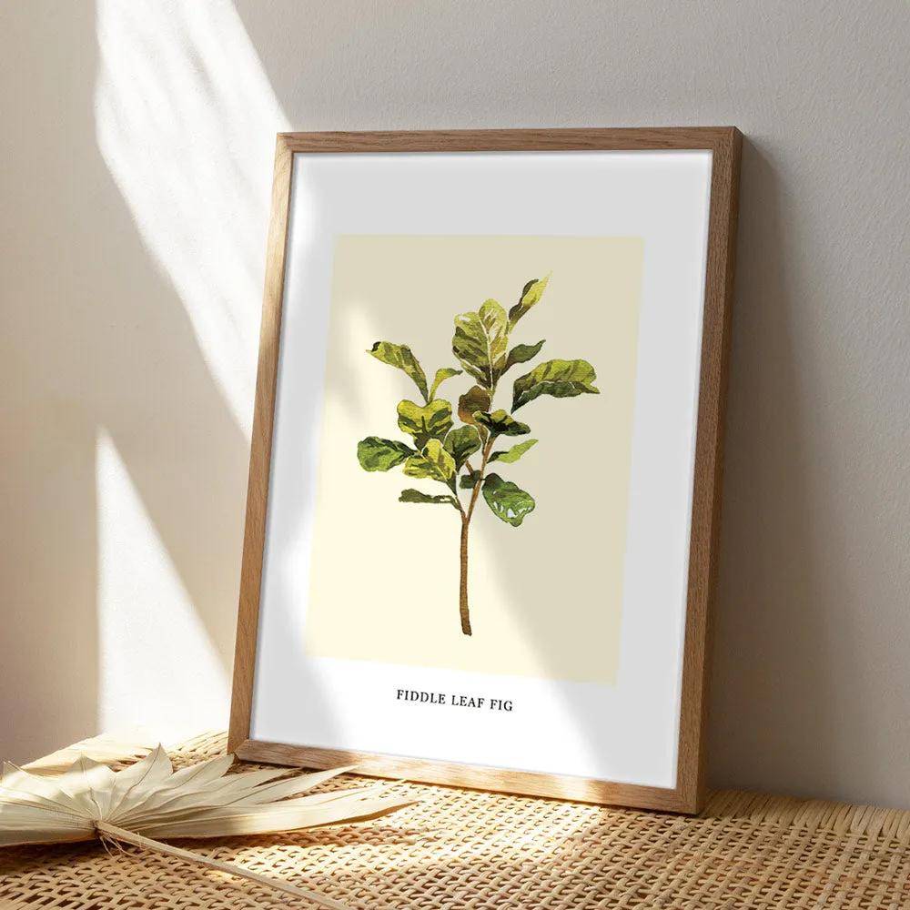 Fiddle Leaf Fig