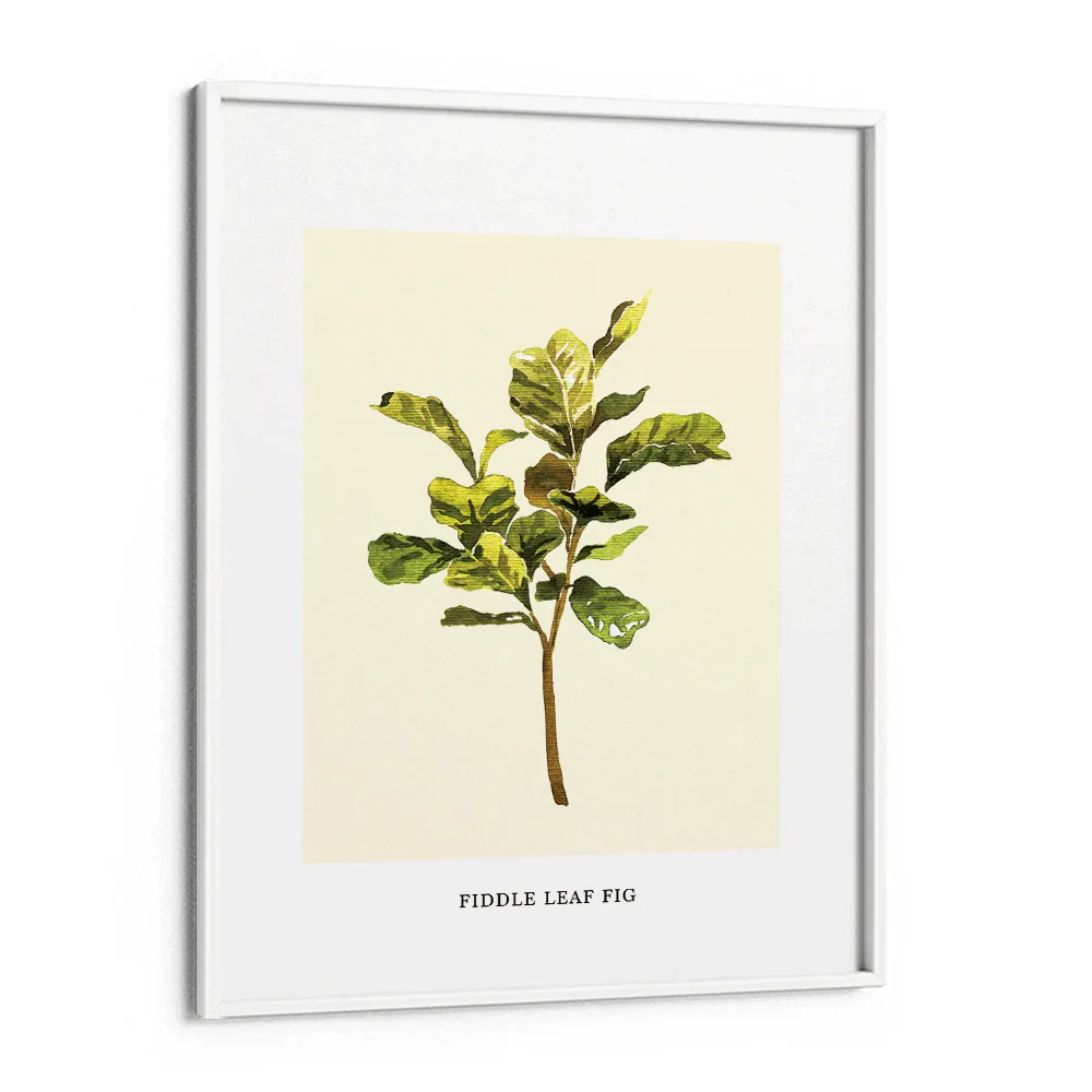 Fiddle Leaf Fig